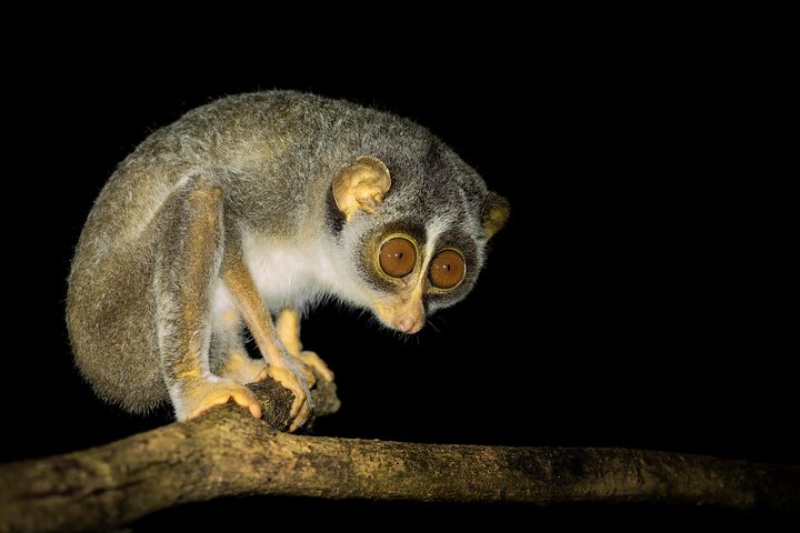 The Mystery of the Night: Slender Loris (Unahapuluwa) in Sri Lanka